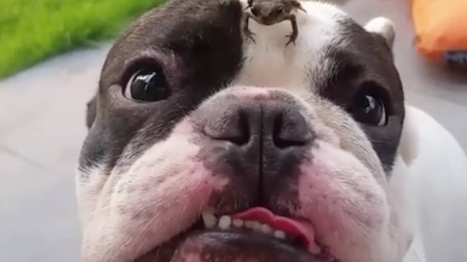 This Dog Is Oddly Calm With a Frog on Its Face | RTM - RightThisMinute