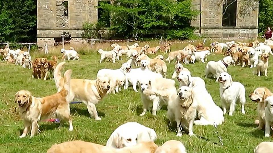 hundreds of golden retrievers descend on scottish estate rtm