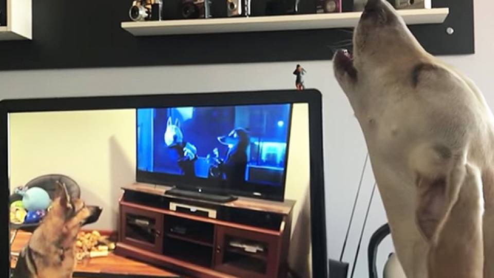 Dogs Watching Dogs Watching Dogs Rtm Rightthisminute
