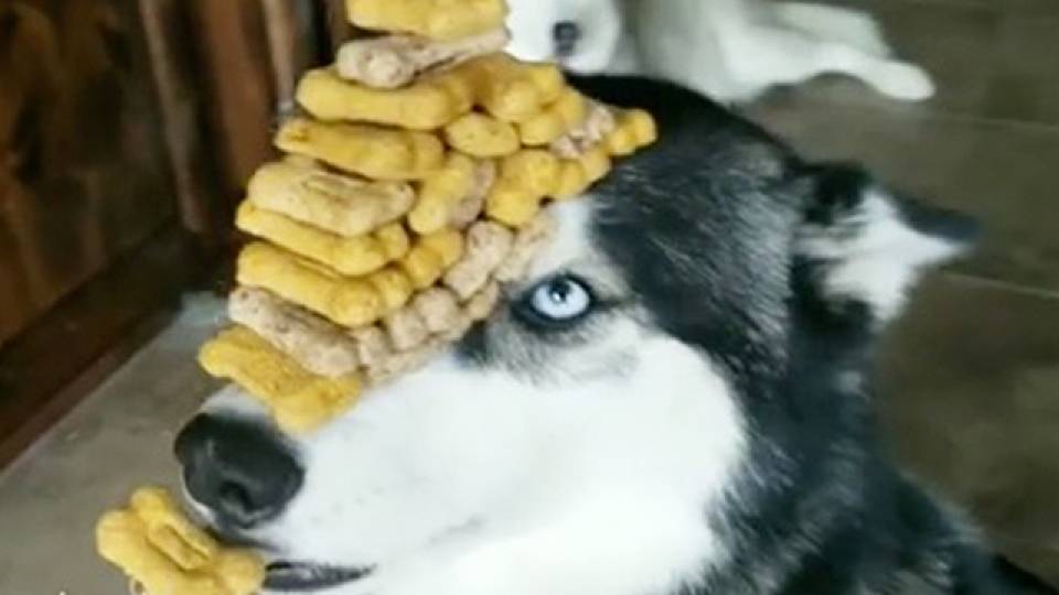 husky biscuit