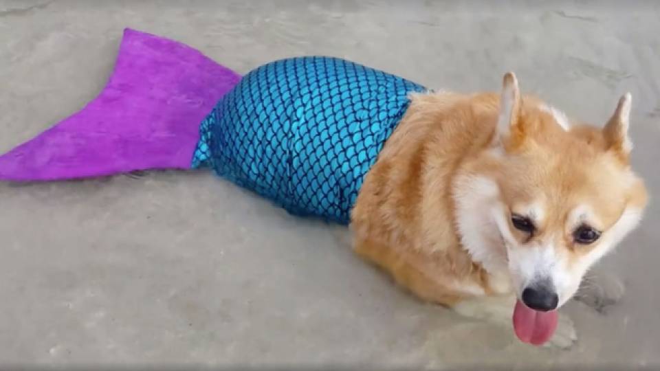 beached corgi in a mermaid is your spirit animal christmas minute to win it