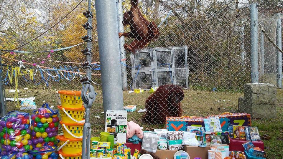 Expecting Orangutan Couple Registers At Target Rtm