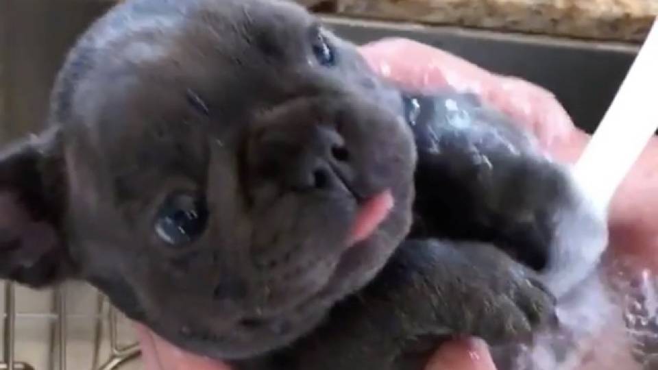 Adorable French Bulldog Puppy Takes Bath In Sink RTM
