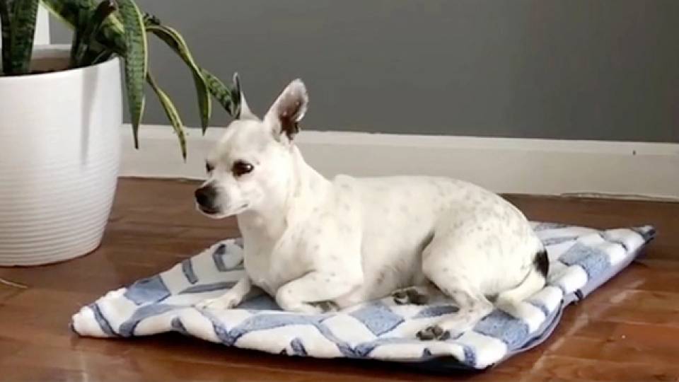 how to make a dog cooling mat
