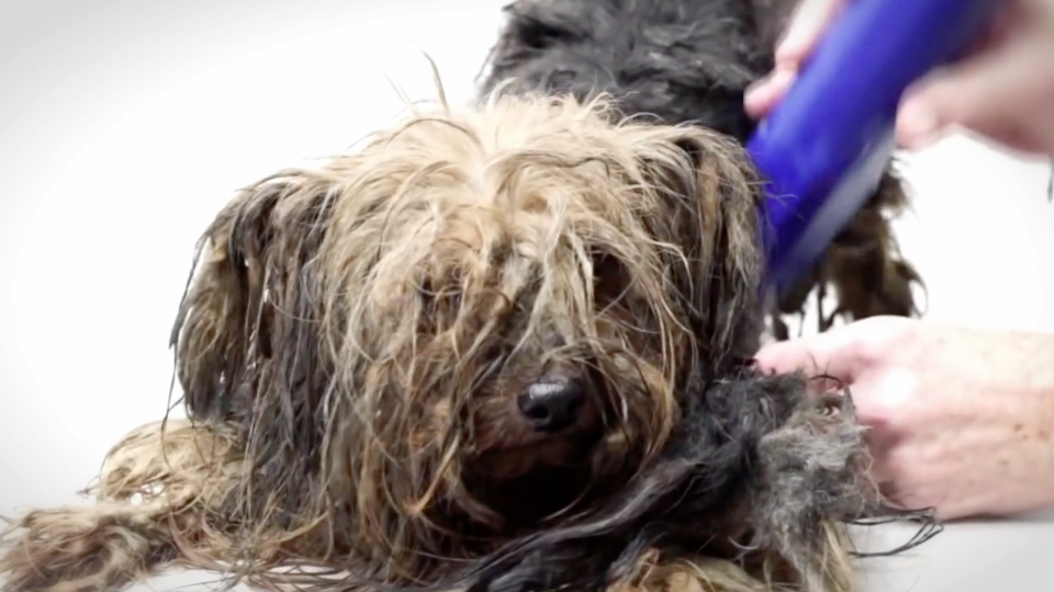 There S An Adorable Yorkie Hiding Under This Hair And Neglect