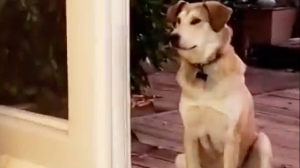 Dog Needs Invisible Screen Door Opened Rtm Rightthisminute