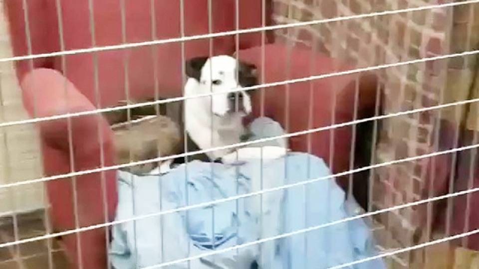 Pets Get Comfy On Donated Chairs At Animal Shelter RTM RightThisMinute