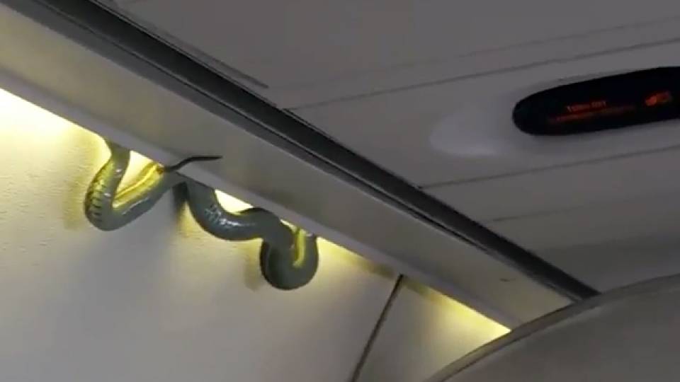 snake travel on plane