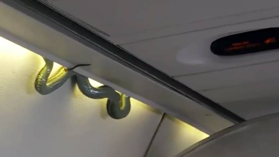 Real Life 'Snakes On A Plane' RTM RightThisMinute