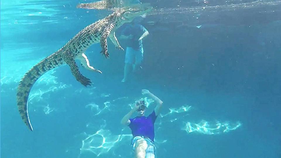 Reptile Enthusiasts Swim With Nile Crocodile RTM RightThisMinute