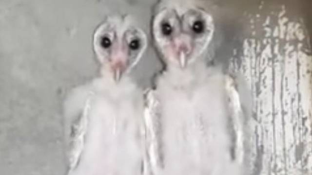 Alien Owls Shock Workers Rtm Rightthisminute