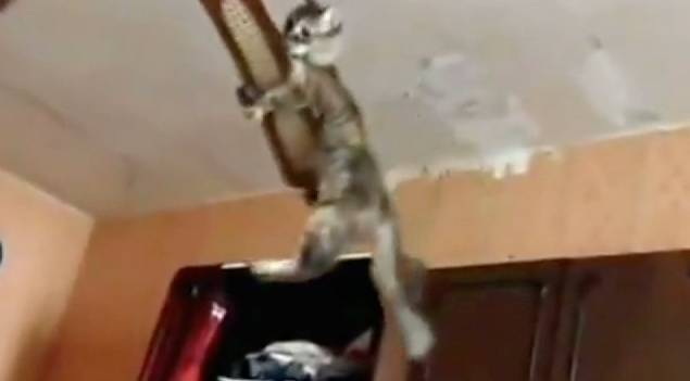 Cat Accepts The Ceiling Fan Challenge Rtm Rightthisminute