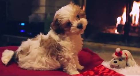 daily pet sadies first christmas cuteness overload rtm puppy s first christmas