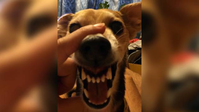 Surprising Things You Didn T Know About Cats And Dogs