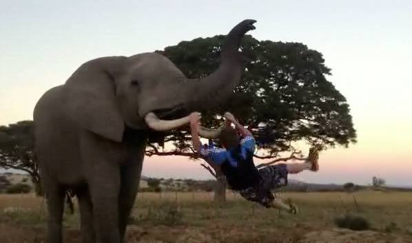 elephant on swing