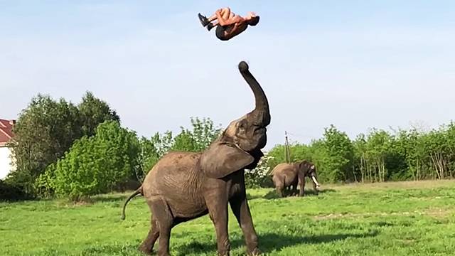adorable elephant acrobatics rtm rightthisminute