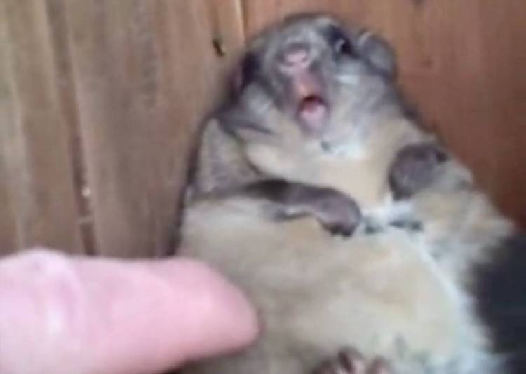 Fat Squirrel Too Stuffed To Move Rtm Rightthisminute