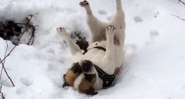 french-bulldog-snow-video.png