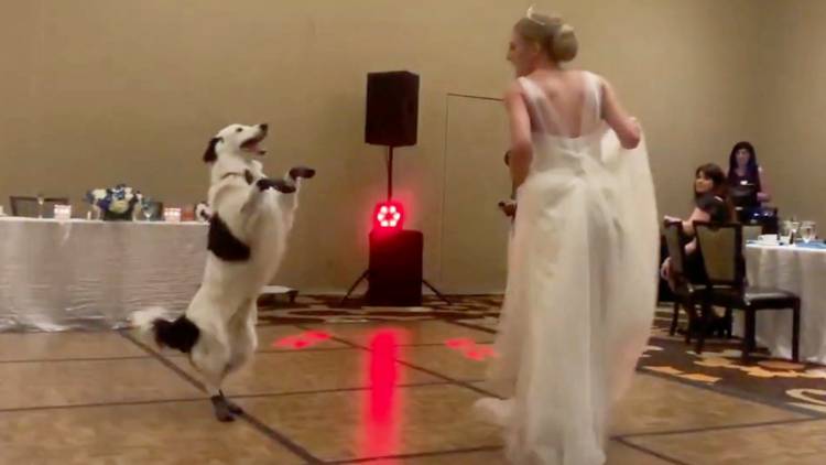 Get Enough Of Dog And Bride Dance Duo 