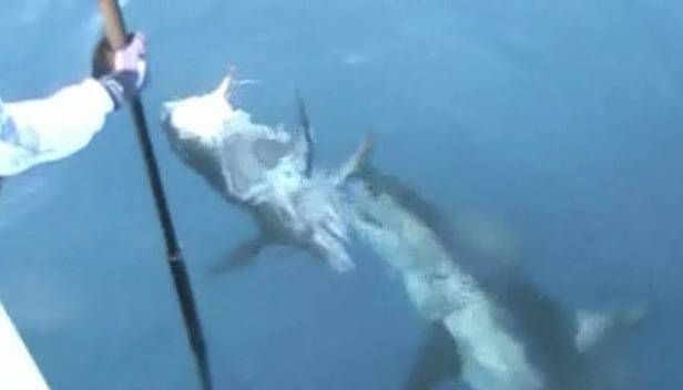 mako shark destroys a