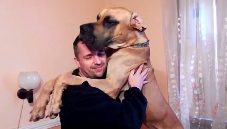 great dane hug