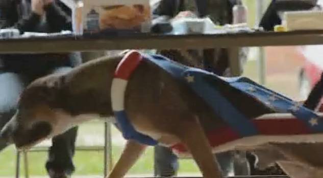 Pitbull Weight Pull Rtm Rightthisminute
