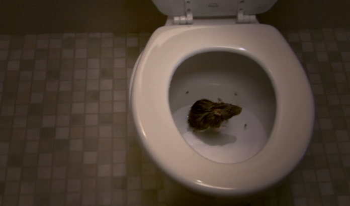 Nobody Likes a Rat! Especially in Your Toilet | RTM - RightThisMinute Nobody Likes a Rat! Especially in Your Toilet | RTM - RightThisMinute