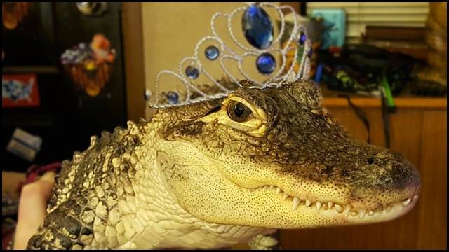 tiara-gator-video.jpg