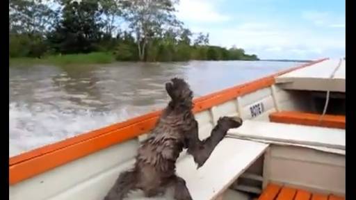 Sloth Chillin' on a Boat