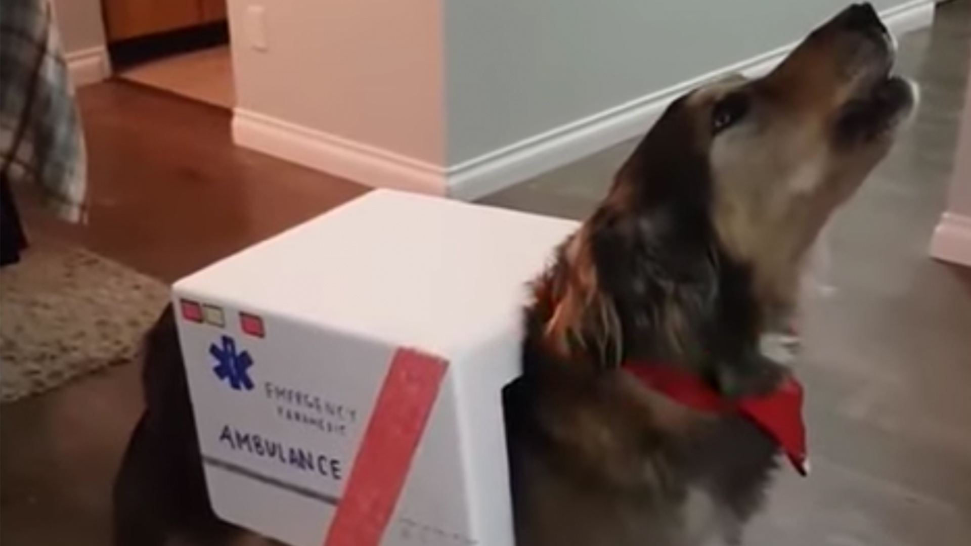 Doggie Dressed Up As Ambulance Is Cute As Can Be RTM RightThisMinute