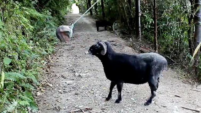 angry ram crushes tetherball nemesis rtm rightthisminute