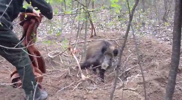 group of guys rescue wild boar from poacher s trap rtm