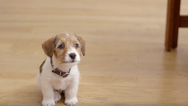 What Goes On In The Head Of A New Puppy RTM RightThisMinute