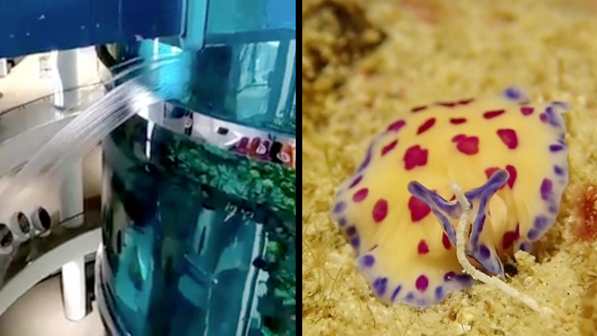 Aquarium Leak Is No Big Deal & Ocean Is Home To Some Strange Critters