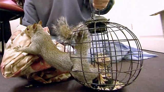 Embarrassed Squirrel Needs A Rescue & Workers Discover Kitten's Unusual