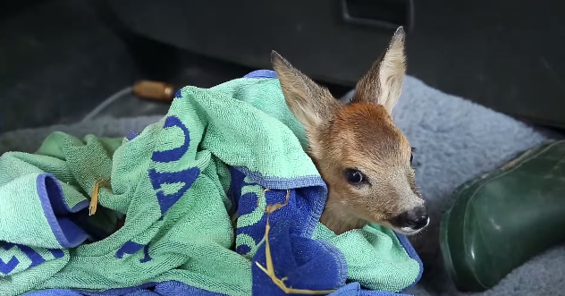 Leave It to the Experts When a Baby Deer Needs Rescuing | RTM