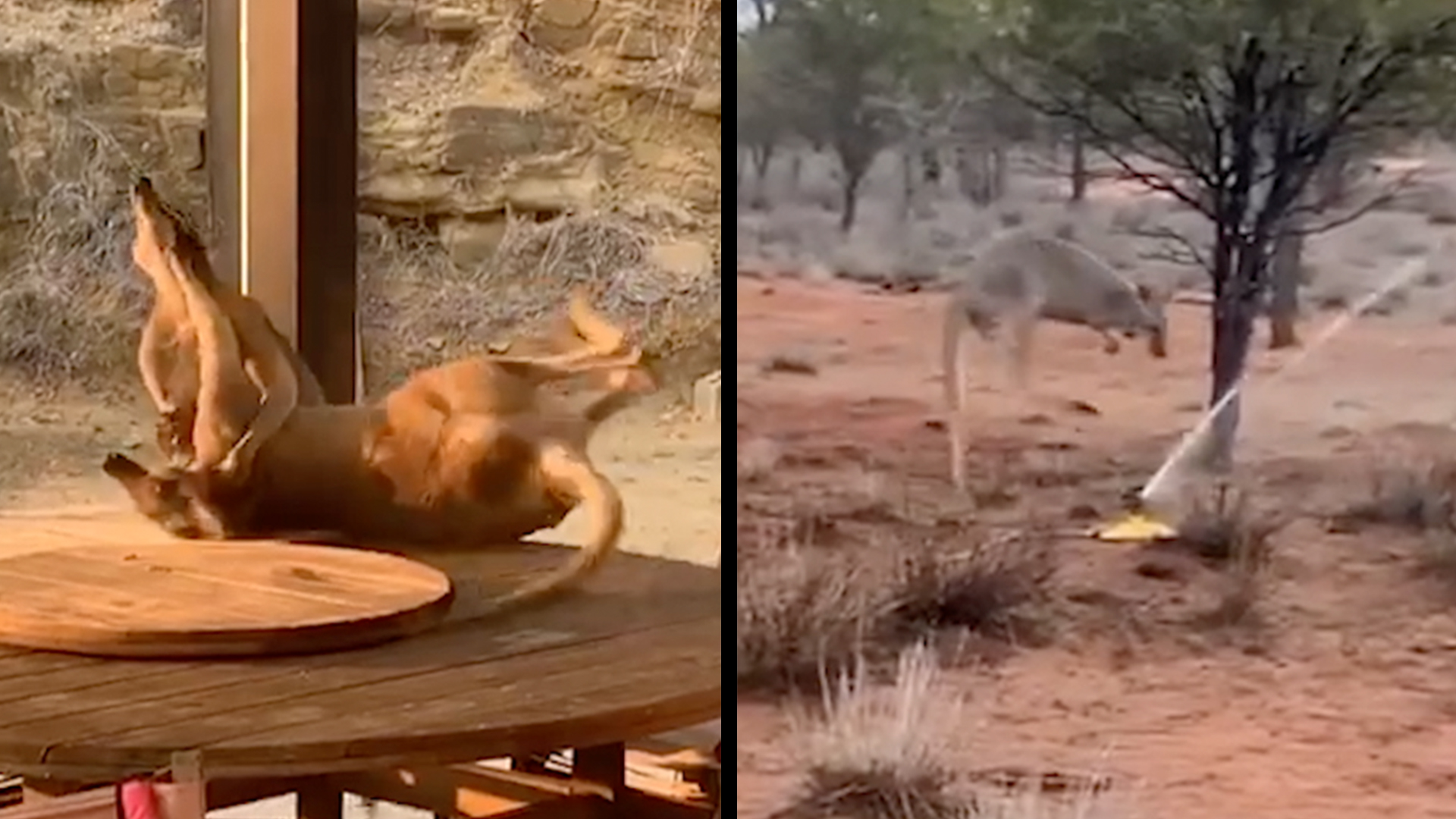 Kangaroos Fighting And Having Fun Rtm Rightthisminute