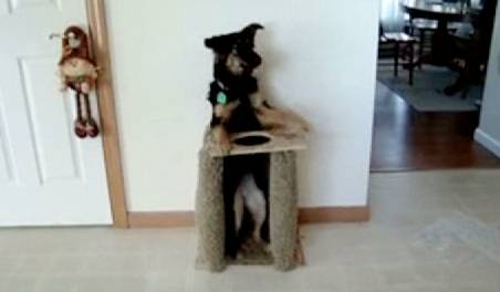 Dinner Time In The Doggie High Chair Rtm Rightthisminute
