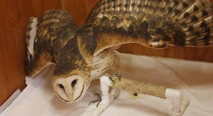 Barn Owl Rehab and Baby Birds' First Flight | RTM - RightThisMinute