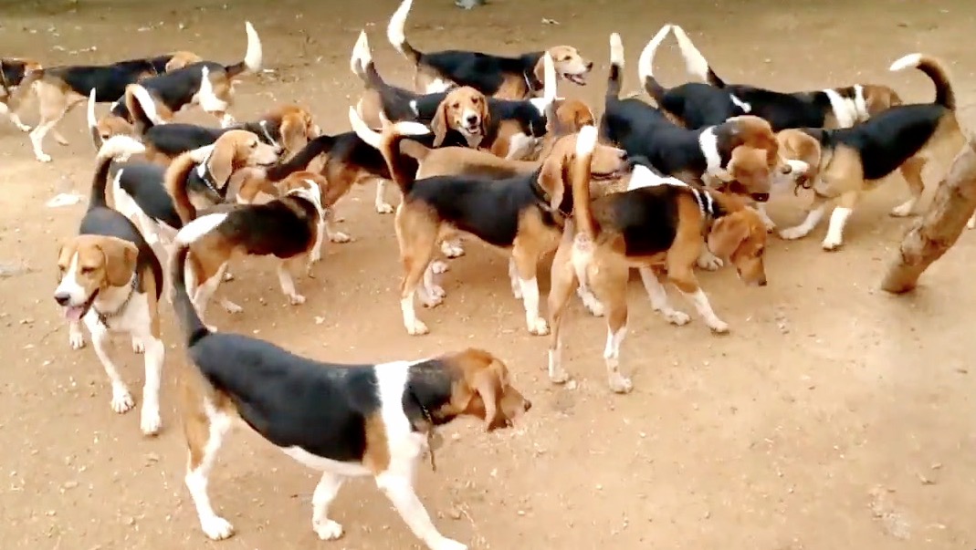 Rescued Beagles See the Light Of Day for the First Time RTM