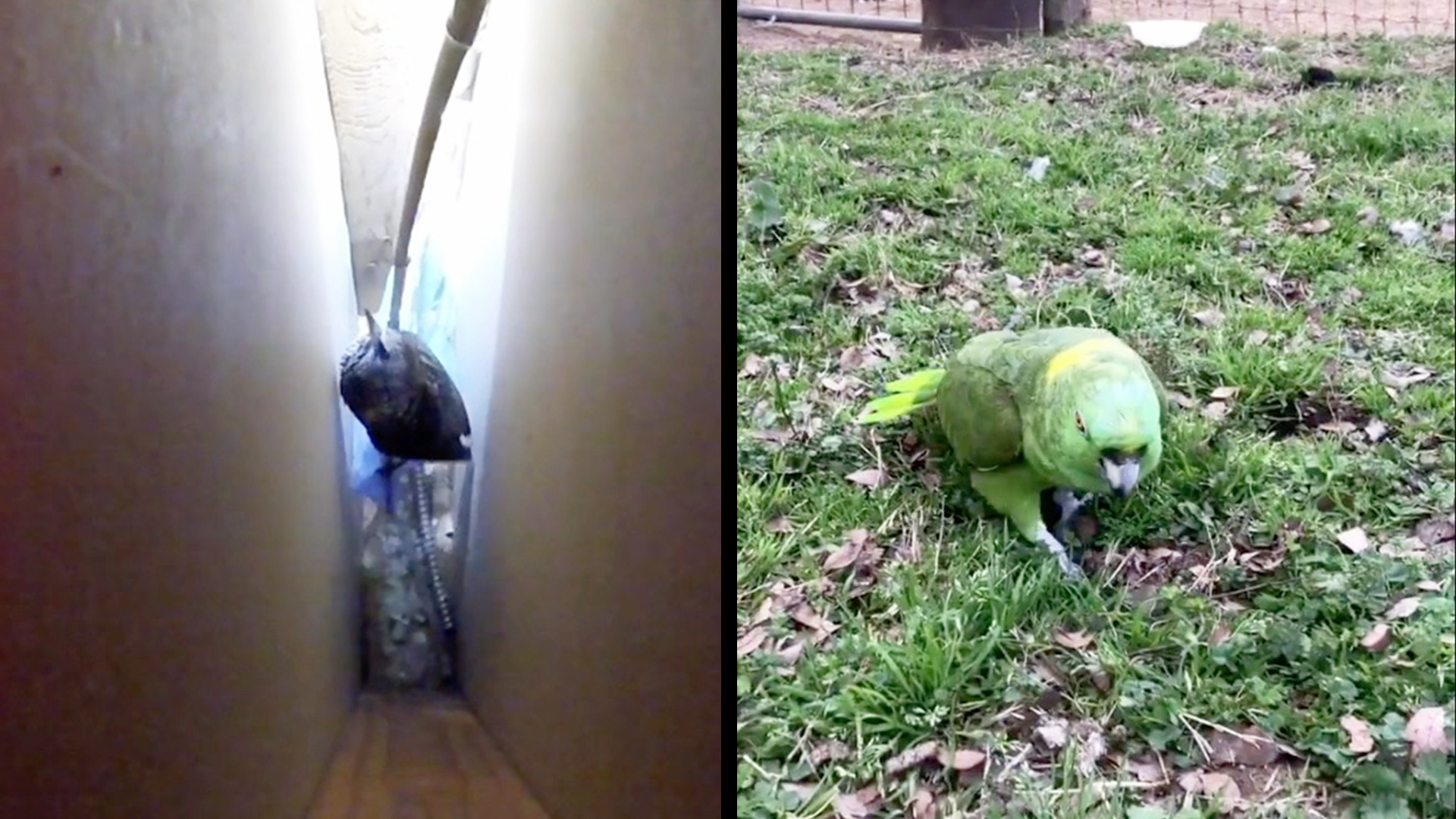 Bird Trapped Between Two Walls & Mean Muggin' Parrot RTM RightThisMinute