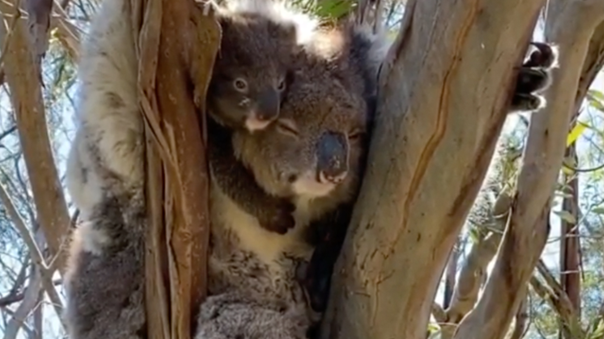 kuddle koala