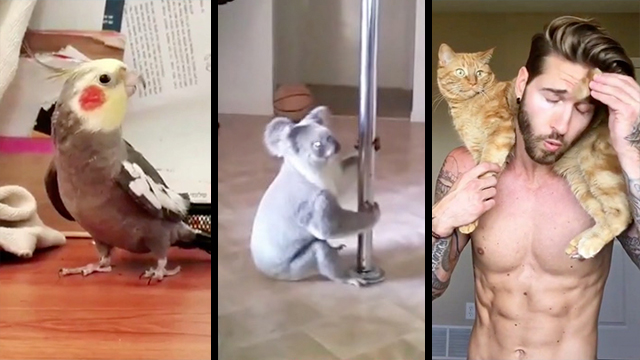 How To Buff A Car >> Bird Sings 'Addams Family' & Koala Dances on Pole & Buff Guy Curls Cat | RTM - RightThisMinute How To Buff A Car >> Bird Sings 'Addams Family' & Koala Dances on Pole & Buff Guy Curls Cat | RTM - RightThisMinute