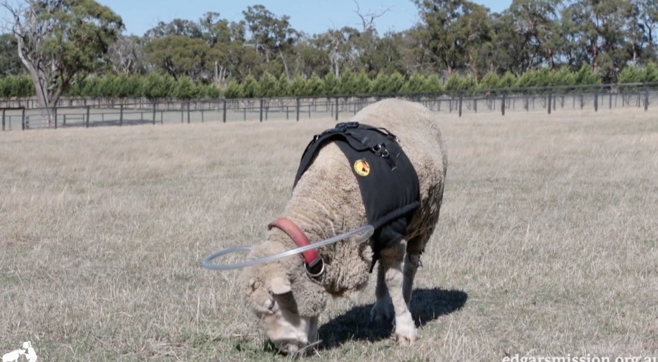 Blind Sheep Receives Halo Harness to Help Navigate Through Life RTM