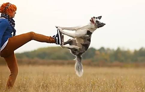 Am I Ready To Get A Dog Am I Ready To Get A Dog