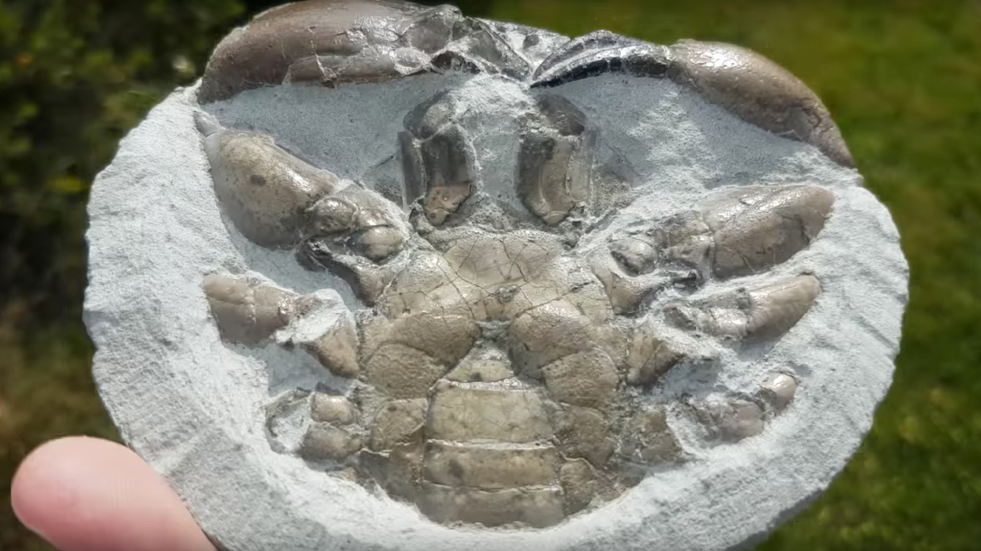 latest fossil discoveries