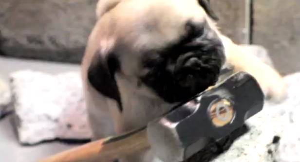 pug wrecking pug does miley s wrecking and channing tatum does damme splits rtm pug wrecking pug does miley s wrecking and channing tatum does damme splits rtm
