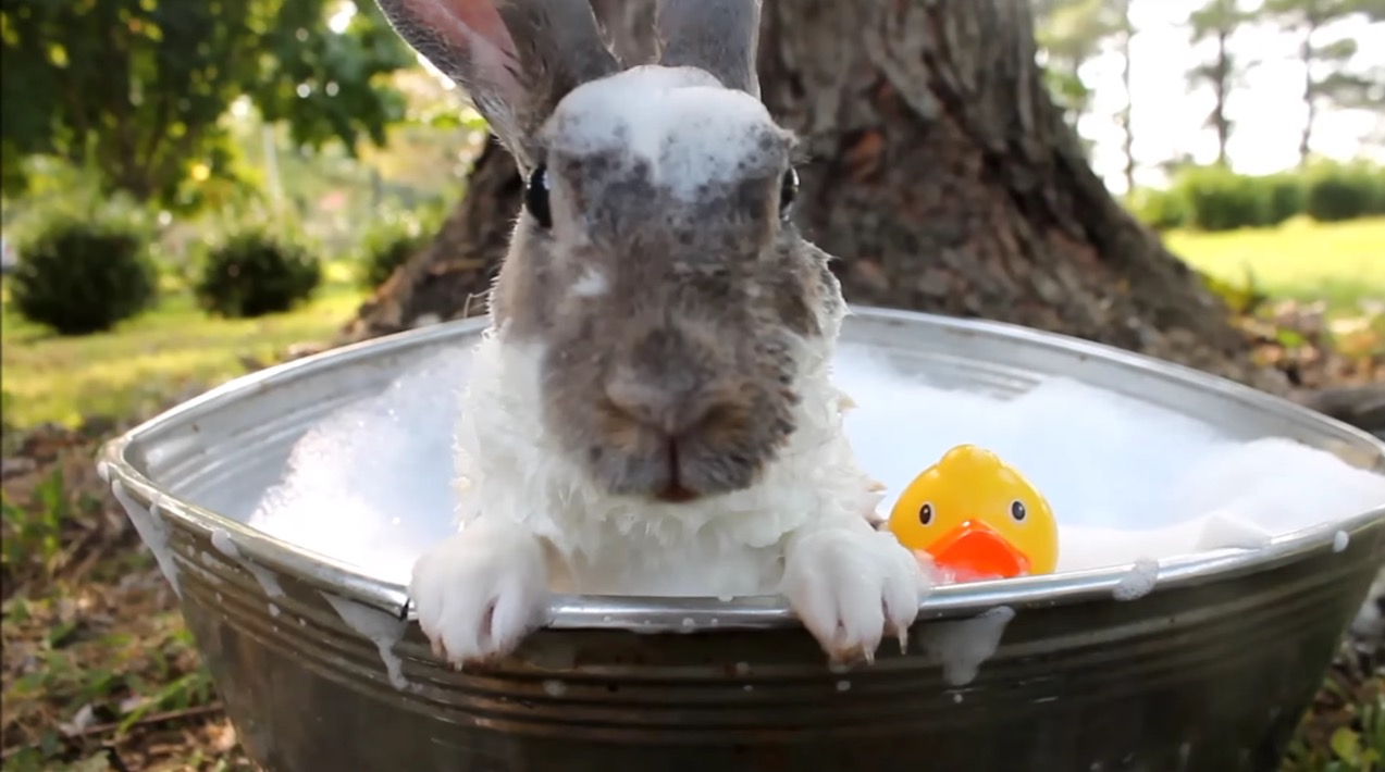Bunny Bubble Bath, Bunny Enjoys Fall Leaves RTM RightThisMinute
