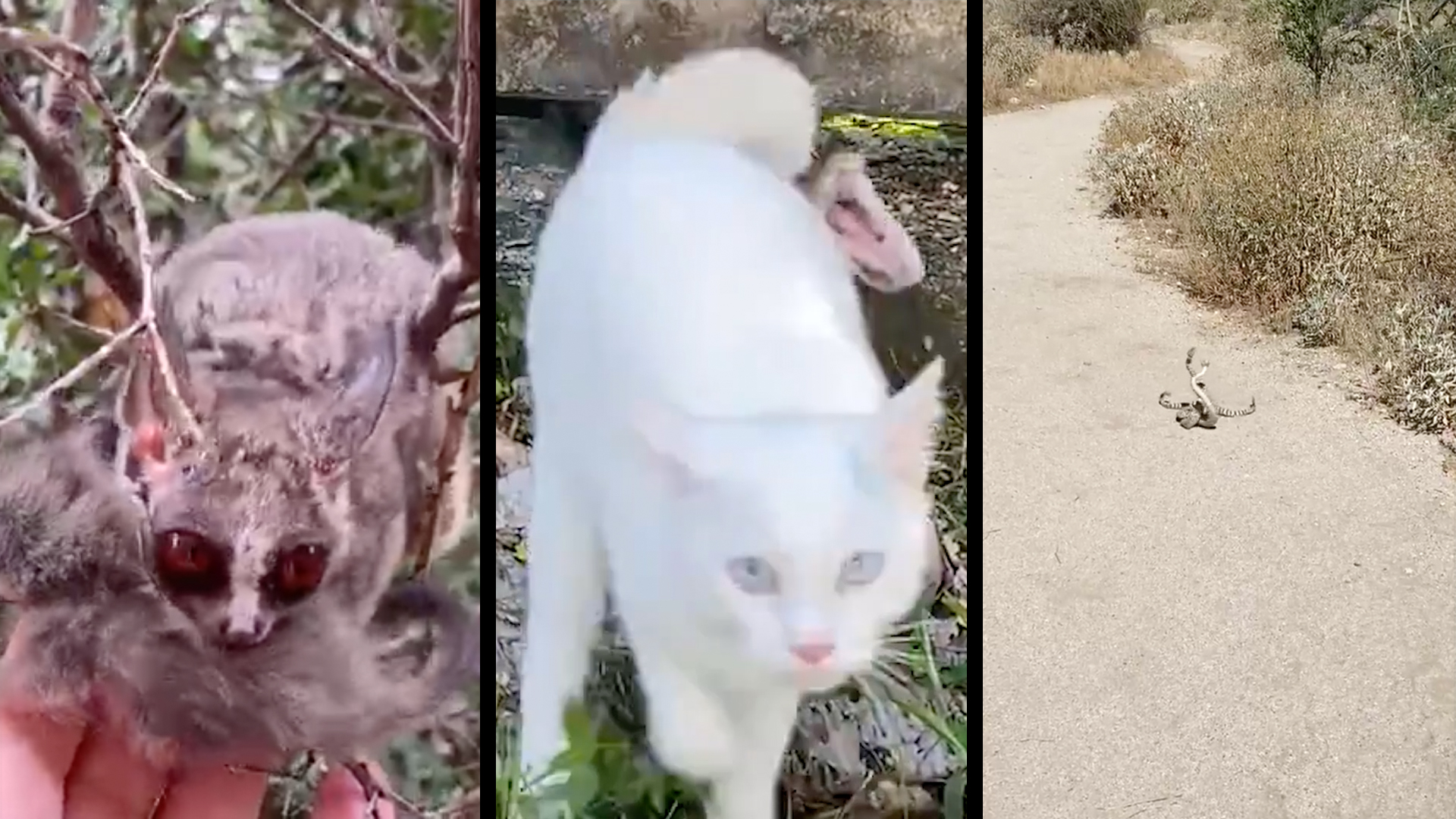 Bush Baby Rescue & Kitty's Close Call & Dancing Snakes ...