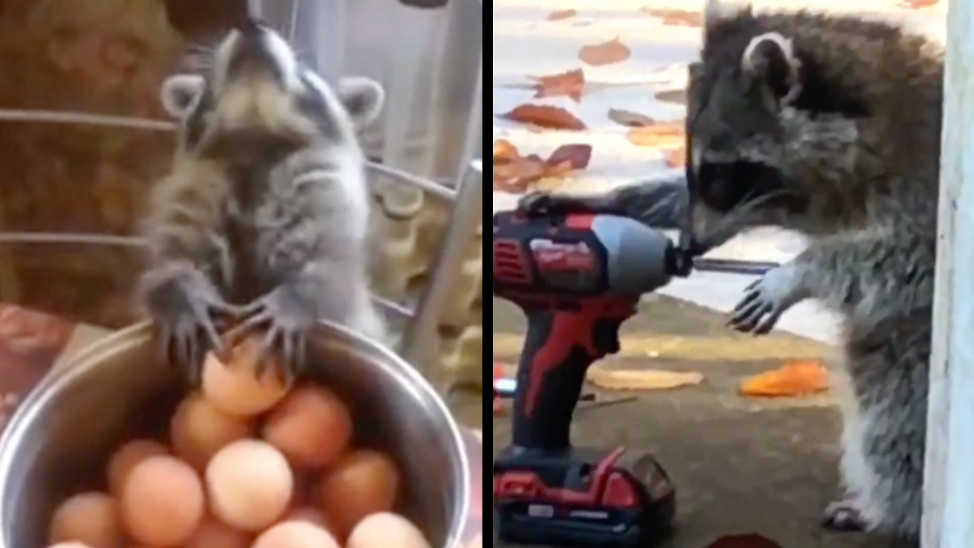 human raccoons things adorable rightthisminute